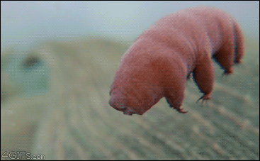 Tardigrades: Microscopic Water Bears that Roam Our World