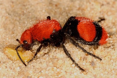 ants dasymutilla wasp pacifica aureola hewan berwarna featuredcreature diketahui jarang semut leerlo cumi