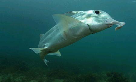 Found a Ghost shark in the shape of an elephant you've never seen before