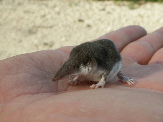 Cute Pygmy Shrew