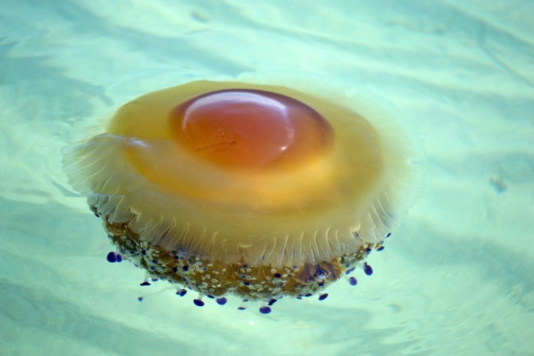 Fried Egg Jellyfish Are Kind of Adorable – & That’s No Yolk.