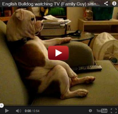 Bulldogs Love Watching TV