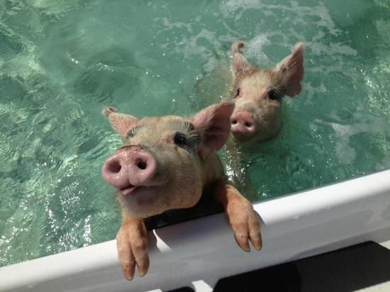 Animal Islands: Swimming Pigs of Big Major Cay
