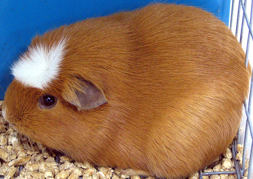 7 Bizarre Breeds of Guinea Pigs