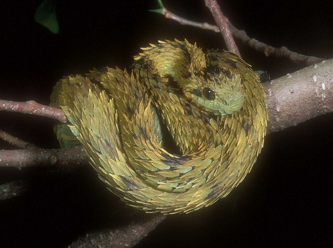 Doc 🐅🔜 MFF on X: This lil' dragon-like snake is a hairy bush viper!  Scientifically called Atheris hispida, their scientific name comes from the  Greek words meaning hairy and tailed. Their tails