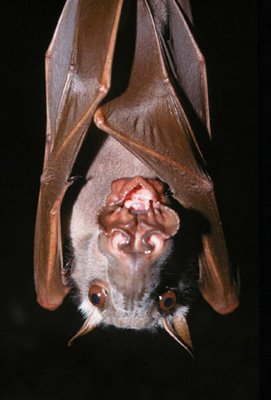 hammer-headed fruit bat