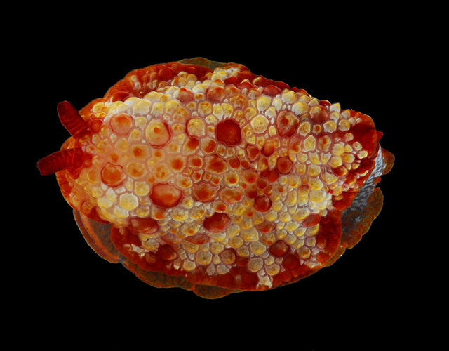 Pizza Crust Sea Slug: the Totally Nom-sensational Nudibranch!