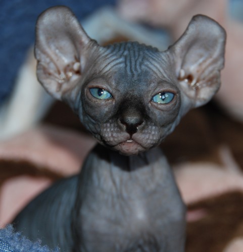 cat with no ears breed