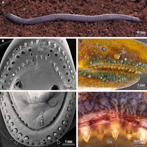 ringed caecilian venom glands