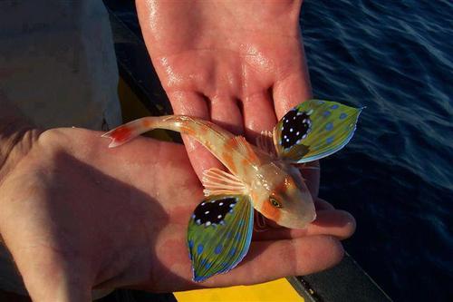 red gurnard, butterfly of the sea