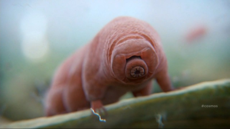 Tardigrades: Microscopic Moss Piglet Water Bears of Earth | Featured