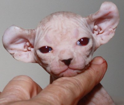 Adorable sphynx hot sale kitten