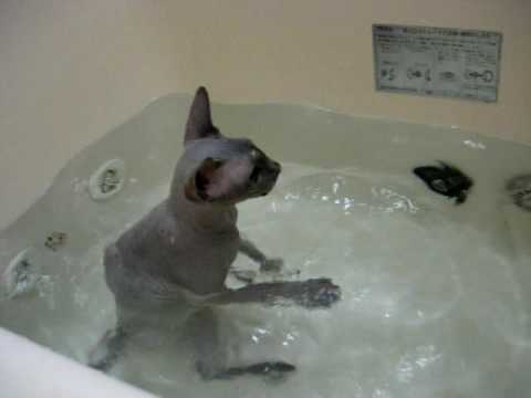 And Now a Sphynx Kitty Taking a Bath