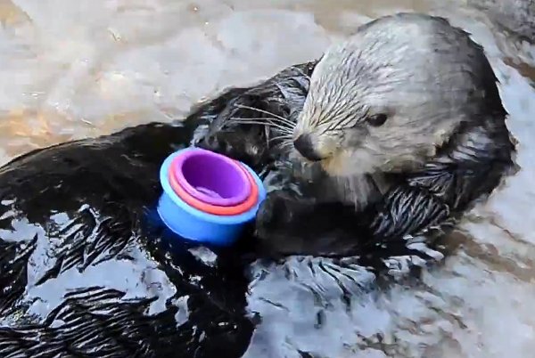 Some Cup Stacking Otter Cuteness