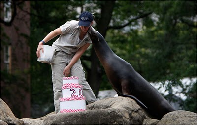 seal birthday