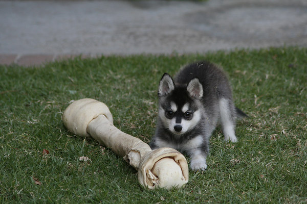 Alaskan Klee Kai, Dogs and Cats Wiki