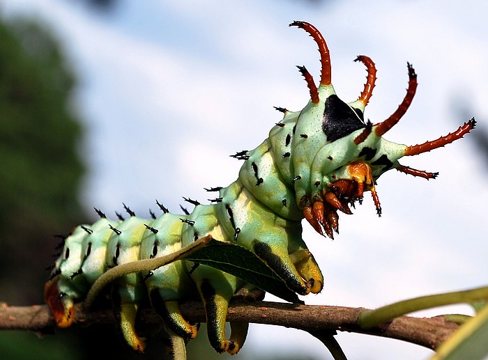 Meet the Hickory Horned Devil | Featured Creature