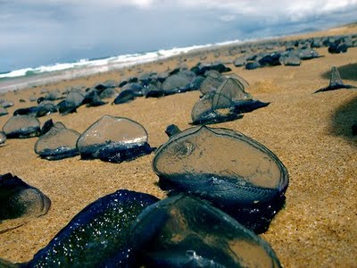 By-the-wind Sailor, Velella velella