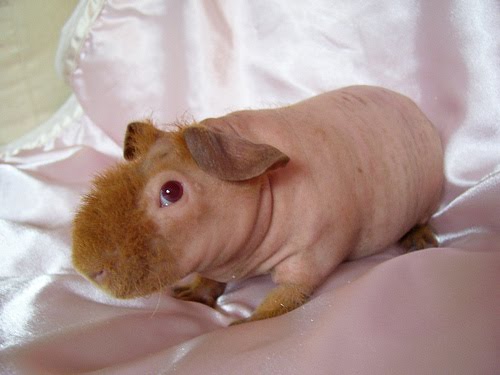 Werewolf skinny pig for 2024 sale