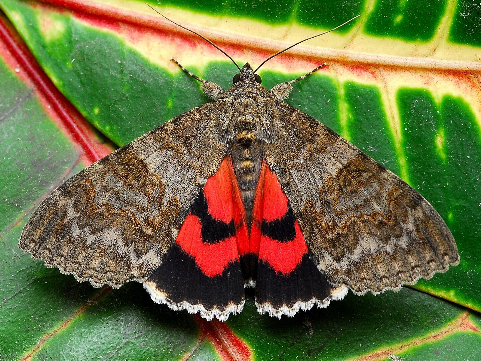 From Grundge to Glam - Red Underwing Moth | Featured Creature