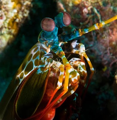 peacock shrimp, mantis shrimp