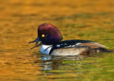 Barrow's Goldeneye (Bucephala islandica