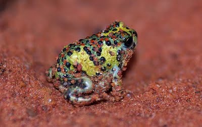 Crucifix Frog, Holy Cross Frog, Notaden bennettii