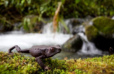 new toad species with red eyes