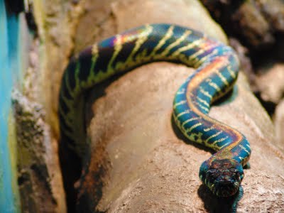 Boelen's python, Morelia boeleni
