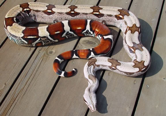 Red Tails on REALLY Big Snakes | Featured Creature