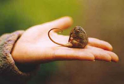 honey possum