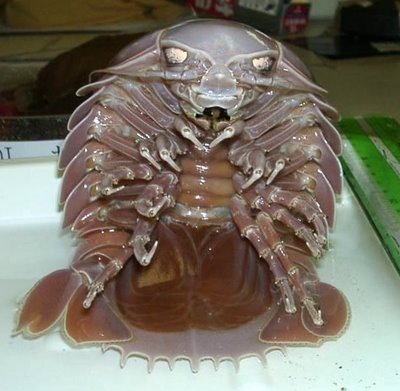 Giant Isopods of the Deep | Featured Creature