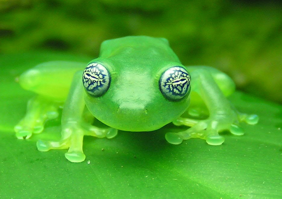 Watch Out, This Ghost Glass Frog's Got the Crazy Eyes!! | Featured Creature