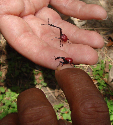 giraffe weevil