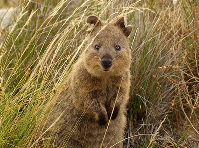 quokka