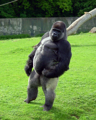 Ambam, gorilla walks like a man