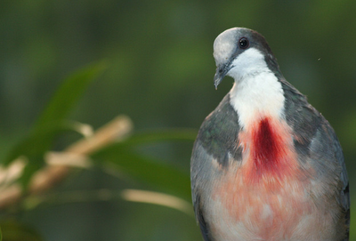 bleeding heart dove