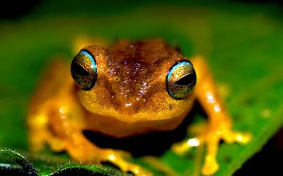 Blue-eyed Bush Frogs, Philautus neelanethrus