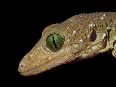 Smith's Green-eyed Gecko (Gekko smithii