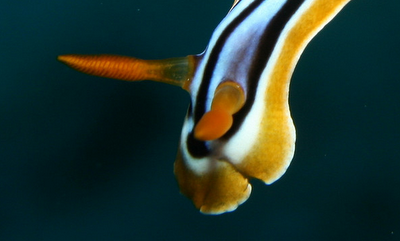 striped pajama nudibranch