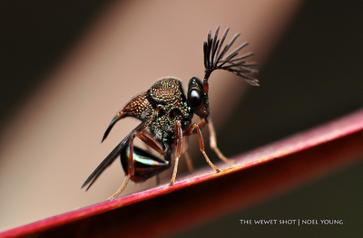 Eucharitid wasp