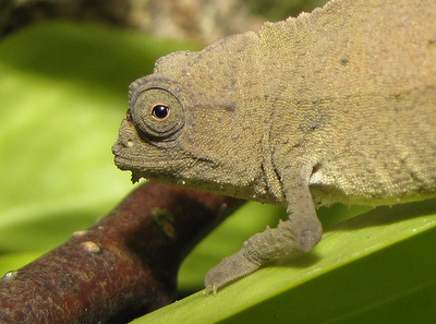 pygmy leaf chameleon