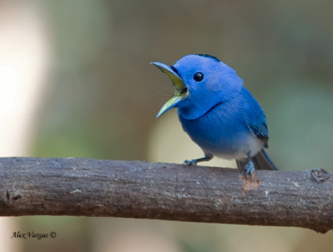 Blue Bird cute feathered tweet pet