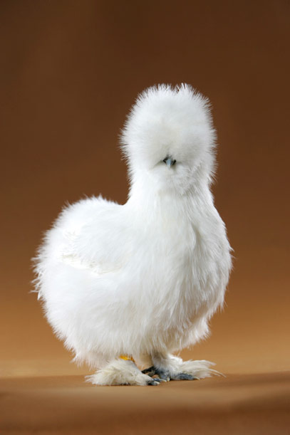 Do the Funky Chicken: 9 Weird Breeds of Chicken | Featured Creature