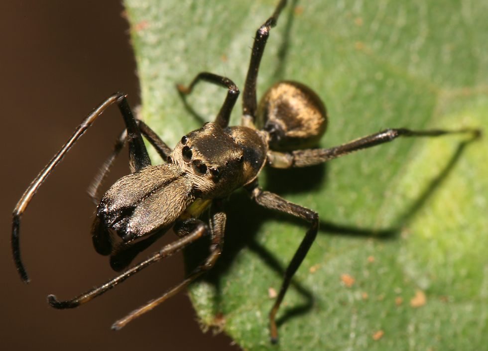 Ant + Spider = Weird Ant Mimicking Spider | Featured Creature