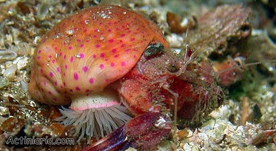 cloak anemone