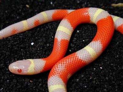 albino nelsons milksnake