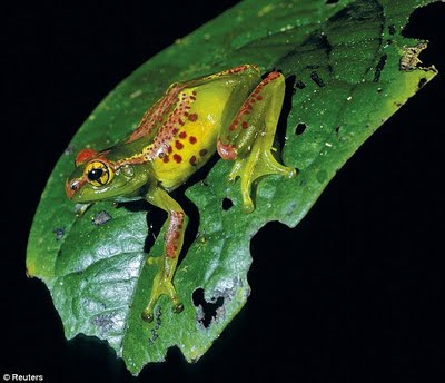 Bright-eyed Frog, Boophis ulftunni