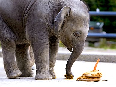 elephant birthday