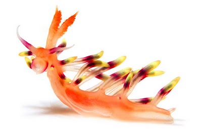 Flabellina exoptata, desirable nudibranch